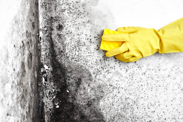Best Kitchen Mold Remediation in Chillicothe, OH