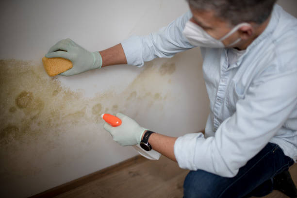 Best Bathroom Mold Remediation in Chillicothe, OH