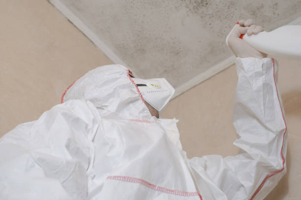 Best Black Mold Remediation in Chillicothe, OH