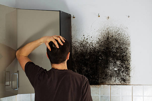 Trusted Chillicothe, OH Mold Remediation Experts